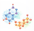 Adenosine