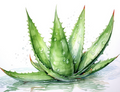 Aloe Vera