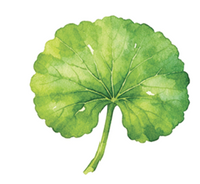 Centella - Sourced from Korea
